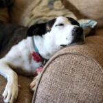 short-coated white and black dog lying indoor